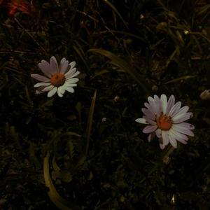 肥女巨肥BBWBBWBWHD
